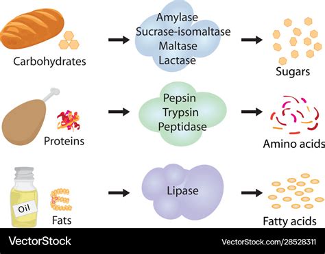 Enzymes In Food