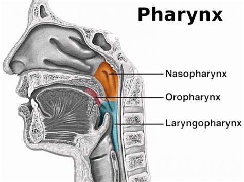 Pharynx - Function, Location, Anatomy, Muscles and FAQs