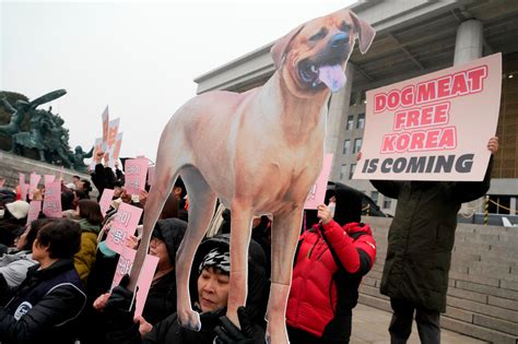 South Korean assembly bans dog meat trade, consumption - ABC News