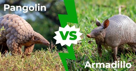 Pangolin vs Armadillo: 9 Key Differences Explained - A-Z Animals