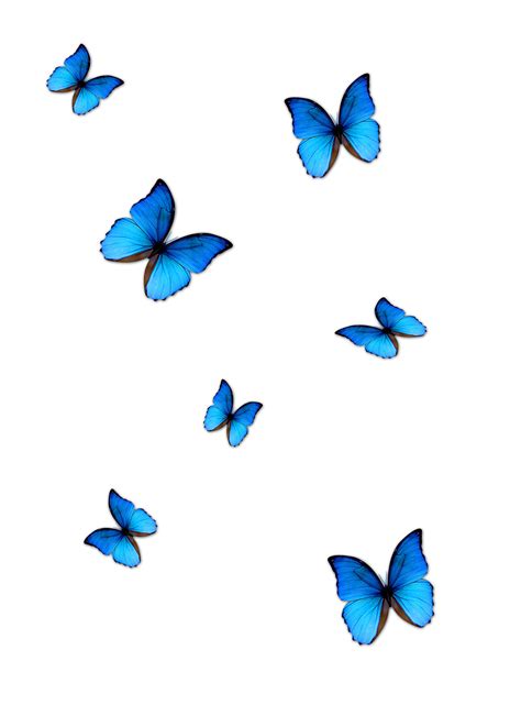 Butterfly Blue Phengaris alcon - blue butterfly png download - 2909* ...