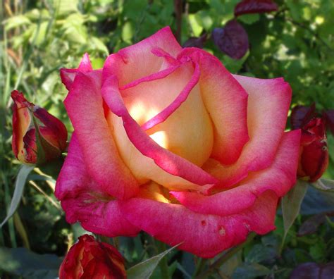 Romantic Flowers: Rose Flower