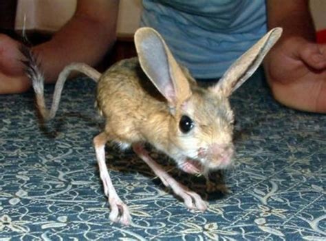 Jerboa - Wikipedia