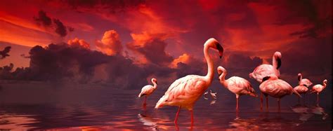 Flamingo Sunset Mural - Richard Desmarais - Murals Your Way