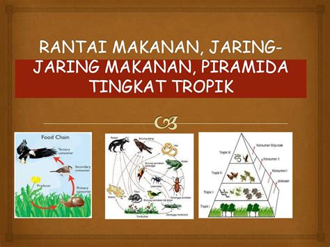 SOLUTION: Rantai makanan jaring makanan piramida - Studypool