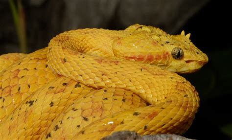 Eyelash palm pitviper | Smithsonian's National Zoo and Conservation ...