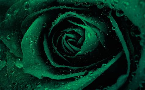 Download wallpapers green rose, drop of water, rosebud, green flowers ...