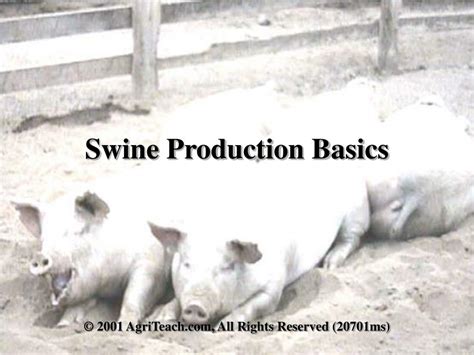 PPT - Swine Production Basics PowerPoint Presentation, free download ...