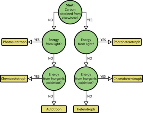 autotrophs and heterotrophs bacteria | Microbiology, Teaching, Learning ...