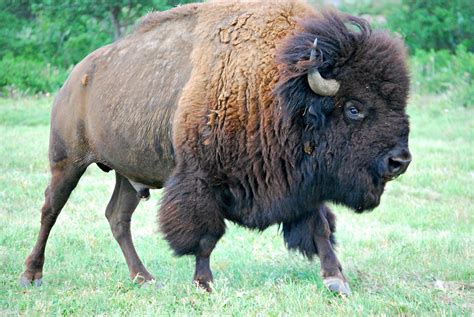 Bison Buffalo Male - Free photo on Pixabay