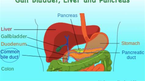 Diagram Of Liver Pancreas And Gallbladder - Figure 34 10 Pancreas Liver ...