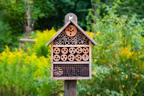 Nesting Sites - The Center for Pollinator Research