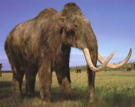 Woolly mammoth - Walking With Wikis - the free Walking with... encyclopedia