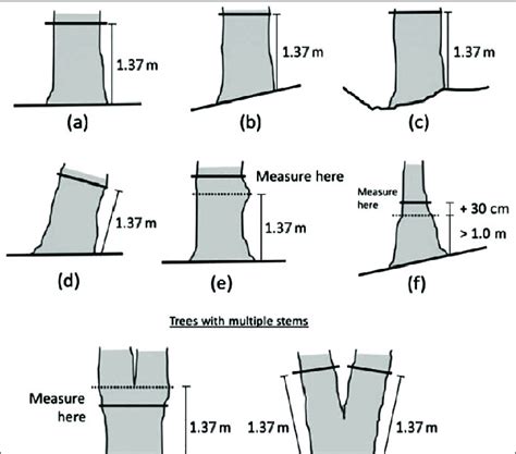 Tree DBH measurements under different situations | Download Scientific ...