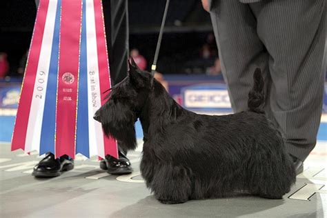 Winning Show Dogs: A Roundup of AKC National Championship Winners ...