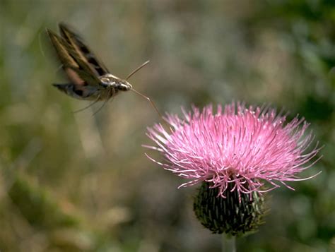 Hummingbird Moth - Rocky Mountain National Park (U.S. National Park ...