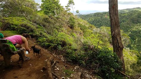 Hiking Aiea Loop Trail to Aiea Ridge Trail — kenjiSAITO