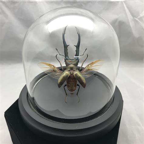 Stunning Metallic Stag beetle with spread wings mounted in a glass dome.