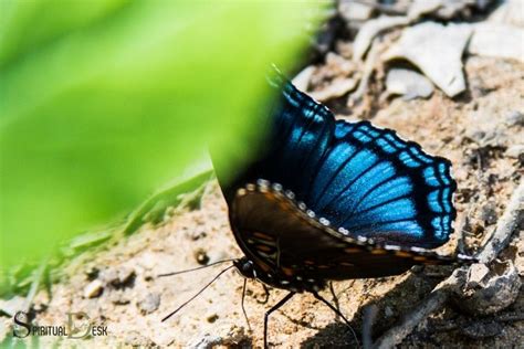 Black And Blue Butterfly Spiritual Meaning: Passion, Grace!