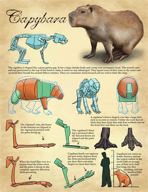 Capybara Drawing Tutorial : Tips For Drawing Capybara | Bocadewasuer