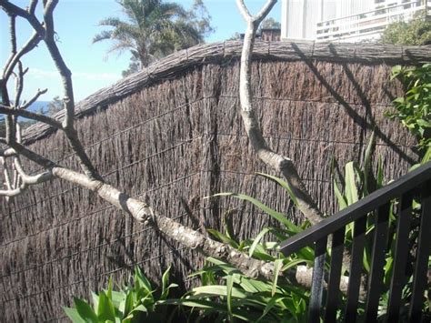 Hand Thatched Brushwood Fence build at Whale Beach