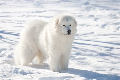 Il Cane da Montagna dei Pirenei, guardiano gigante e indipendente