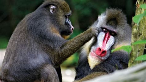 Mandrill | primate | Britannica