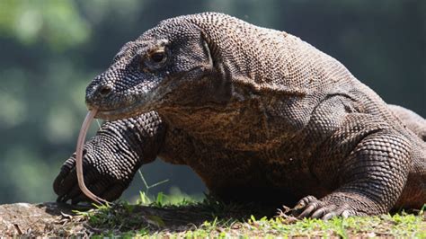 Top 8 Komodo Dragon Facts Before You See It - Wandernesia