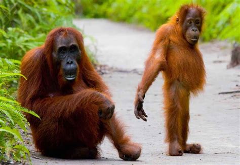 7 AMAZING ORANGUTAN SAFARIS - Travel magazine for a curious ...