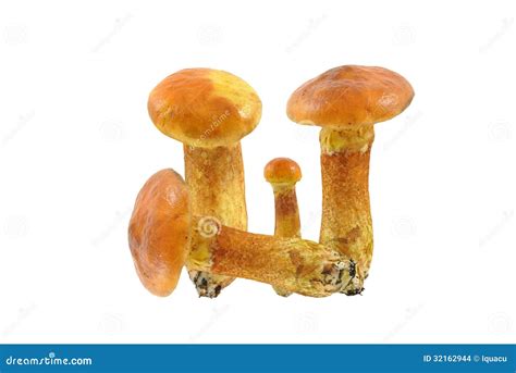 Bolete stock photo. Image of bolete, yellow, woods, boletus - 32162944