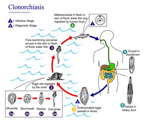 Public Domain Picture | This is an illustration of the life cycle of ...