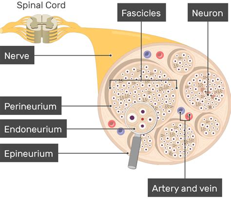 Nerve Structure (Anatomy and diagram) | GetBodySmart