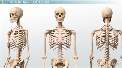 Bone Marrow Anatomy, Types & Functions - Lesson | Study.com