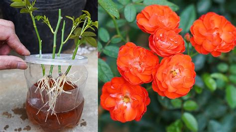 The Method Of Growing Roses With Water Quickly Takes Root Tips For ...