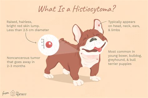 How to Treat Histiocytomas in Dogs