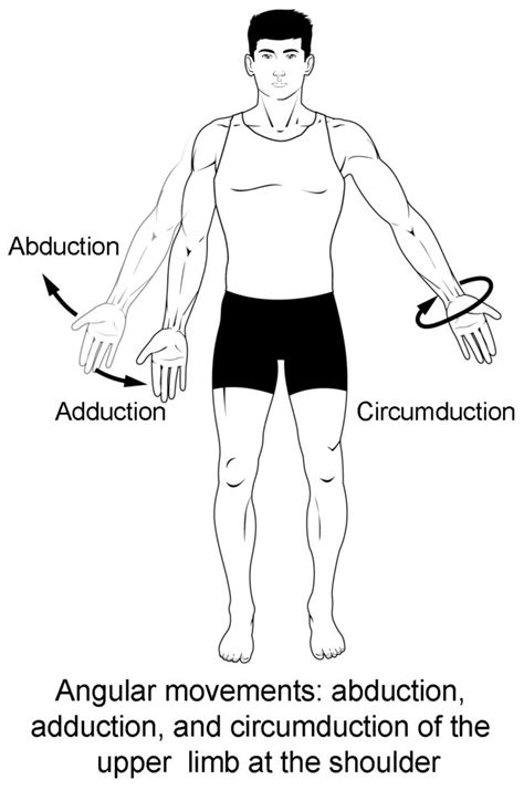 Abduction anatomy - vividpastor