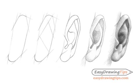 How To Draw Realistic Ears - Considerationhire Doralutz