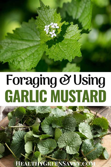 16 Garlic Mustard Recipes & Uses for Garlic Mustard Plant