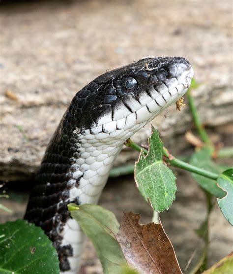 Eastern Black Rat Snake Photograph by Michael Moriarty - Pixels