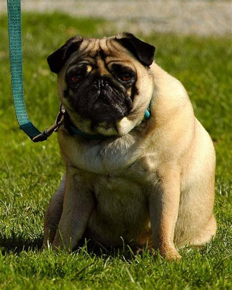 Fat Dog Breeds - Fat Dog Names Over 150 Great Names For Plump And ...