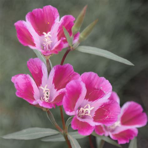 Clarkia - Bloom! California