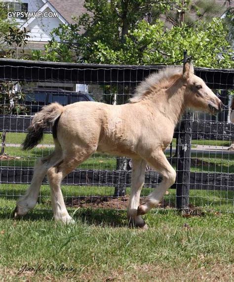 Gypsy Vanner Horses for Sale | Colt | Buckskin | Ghost’s Comet of MVP