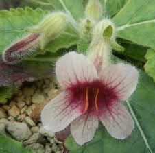 18 Medicinal Health Benefits of Rehmannia glutinosa (Chinese foxglove ...