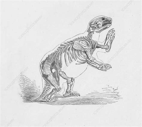 Skeleton of the Mylodon Darwinii, c1885, (1890) - Stock Image - C040 ...