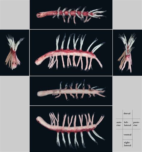 Hallucigenia@Paleozoic Aquarium