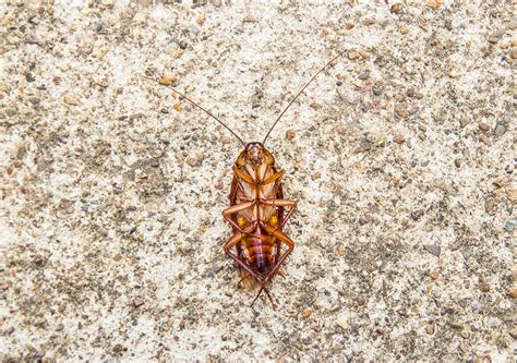 Close up cockroach dead on a floor 6417979 Stock Photo at Vecteezy