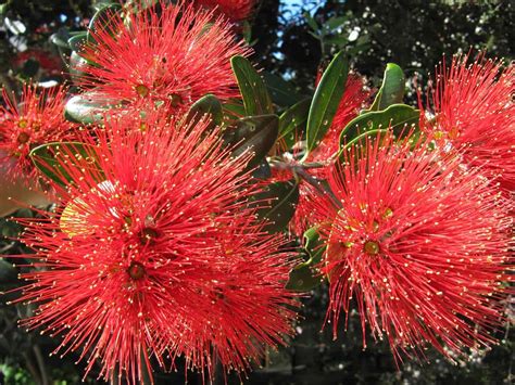 new-zealand-christmas-tree - AgronoMag