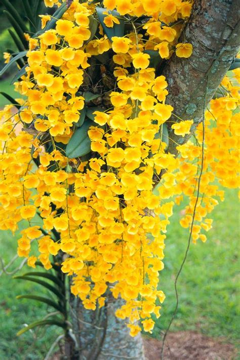 Yellow Orchids by Rita Ariyoshi - Printscapes | Orquídeas, Orquideas ...