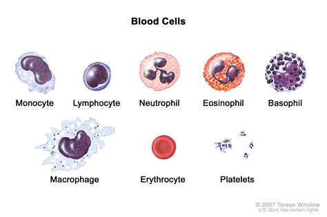 Blood cells; drawing shows six types of white blood cells (monocytes ...