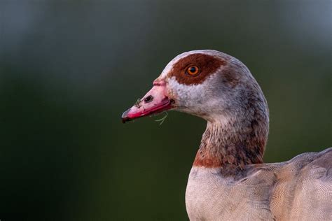 Wildlife Photography: Nikon Lenses on a Budget — APC Wildlife Photography